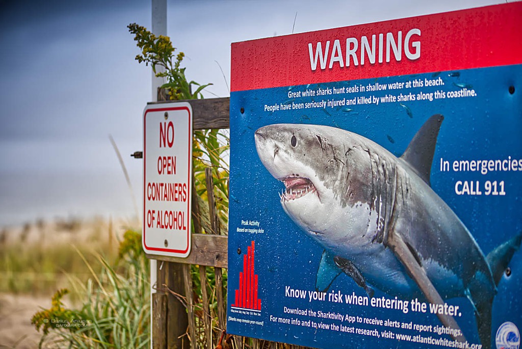 Cape Cod shark clothing