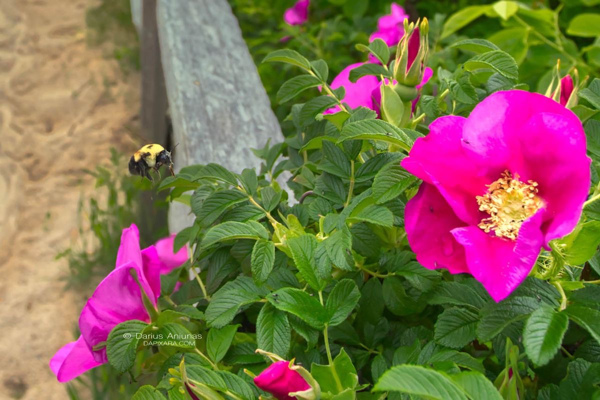 Rosa Rugosa, Cape Cod beaches