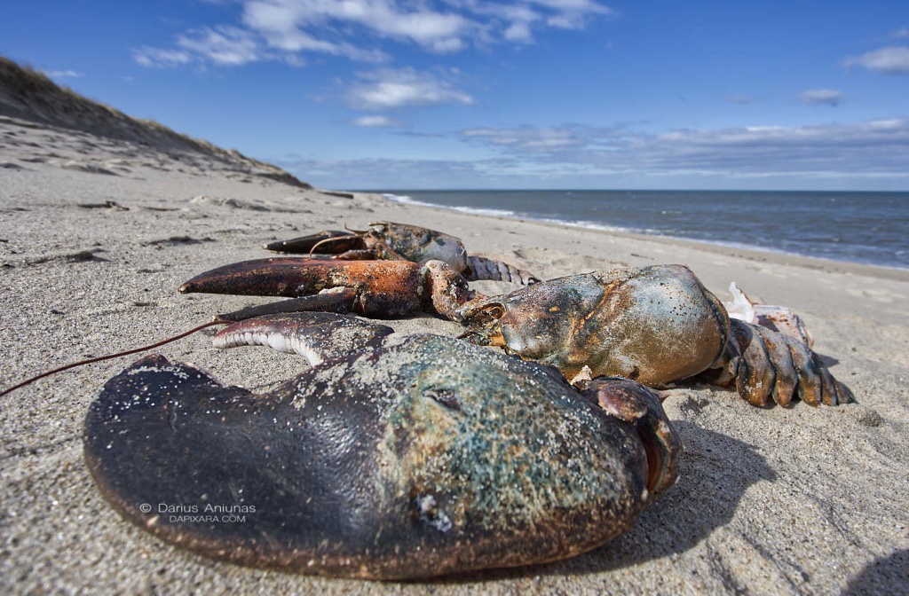 Giant lobster claw